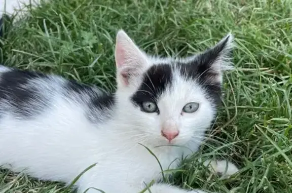 Chat perdu, , photo: Petit chat noir et blanc perdu à Ernée