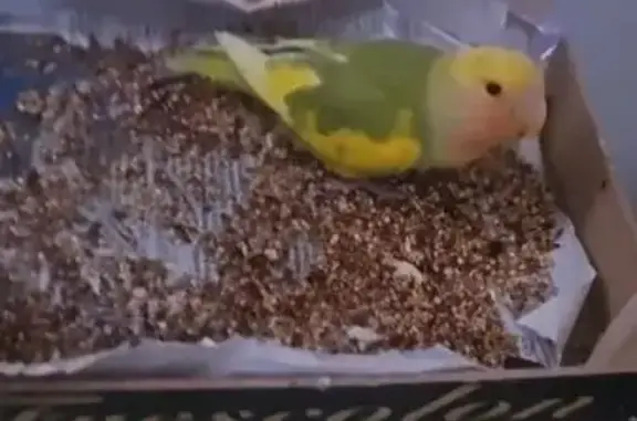 ¡Ave Perdida en Getafe! Ayuda en Calle Emilia