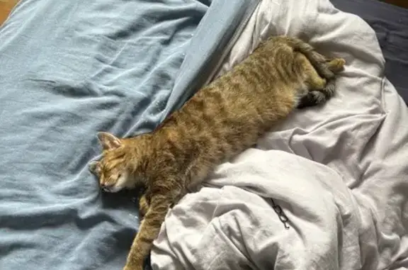 Jeune chatte tigrée perdue, contactez-moi - photo