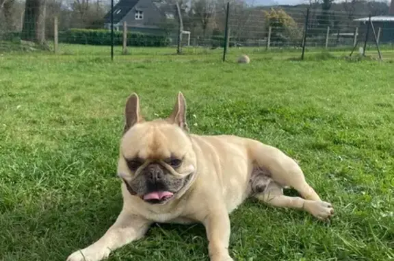 Animaux trouvés Redon, photo: Bouledogue crème âgé trouvé à Redon