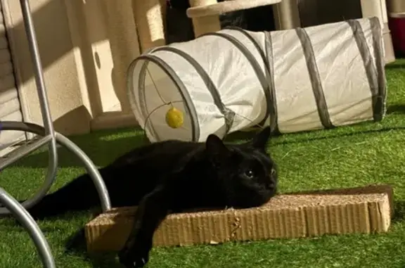 Chat perdu, Marseille, photo: Chat noir disparu, Rue Jules Moulet, Marseille