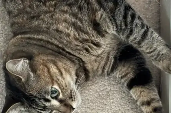 Missing 6-Toed Cat - NW Lynch Way, Redmond - photo
