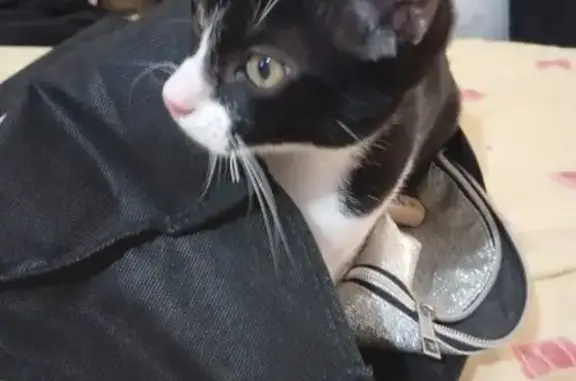 ¡Gato Perdido! Blanco y Negro en Almería