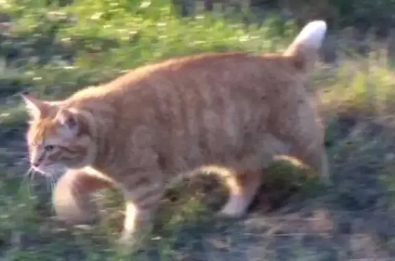 Chat roux perdu, court sur pattes, Dombasle - photo