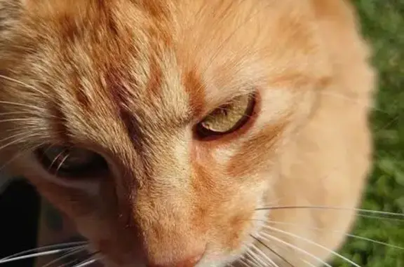 Animaux perdus Loches, photo: Chat disparu, 14 ans, Rue de Vautrompeau
