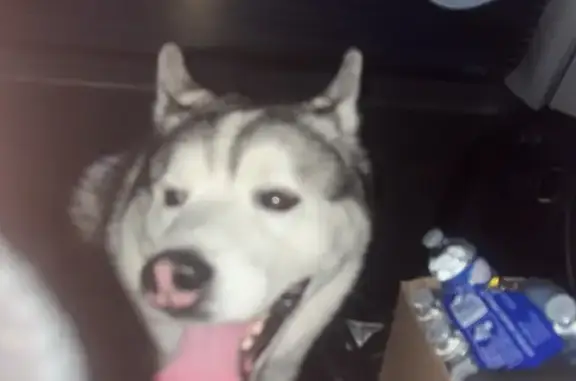Animaux trouvés , photo: Husky trouvé sur route entre Nave et Escaudoeuvre