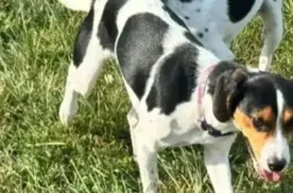 Lost pets Mansfield, photo: Help Find Missing Anxious Dogs in Mansfield