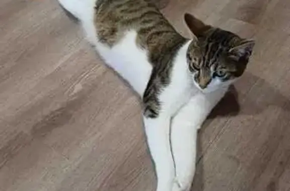 Animaux trouvés Périgueux, photo: Chat perdu : mâle blanc/Tabby gris, Périgueux