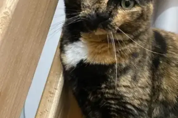 Chat perdu, Pont-sur-Yonne, photo: Chat écaille disparu à Pont-sur-Yonne