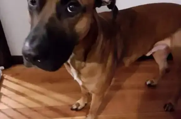 Lost Dog in Lynbrook: Paterson Drive