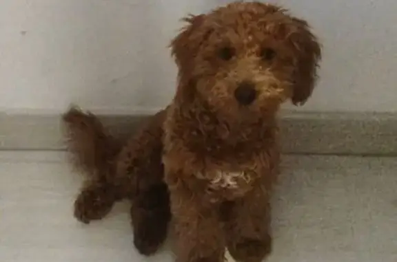 Perros perdidos, Gijon, foto: ¡Ayuda! Se busca a Nico, caniche perdido en Gijón