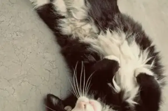 Animaux perdus , photo: Chatte disparue à Malafretaz : Stich