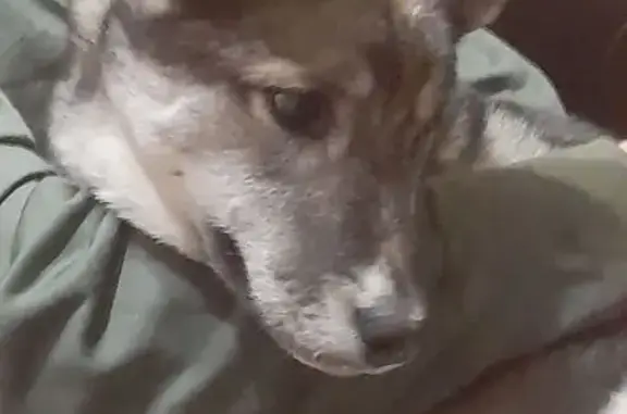 Знайдено собаку Харків, фото: Знайдено цуценя в Харкові, Електроінструментальний 