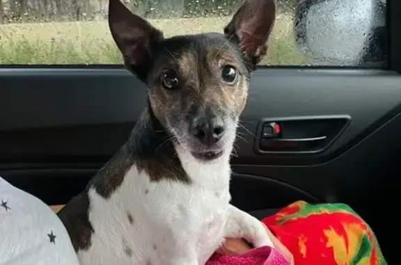 Found: Wet Jack Russell Near R...