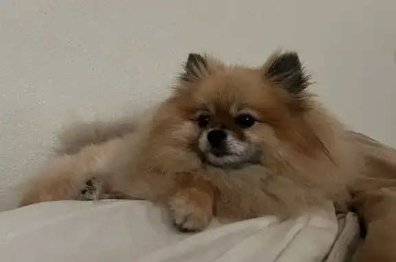 Missing Fluffy Pom on Downing St, Belton