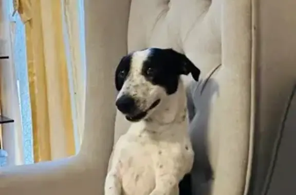 Missing dog Brimbank, photo: Lost Dog: Timid, Black & White, 1 Yr Old