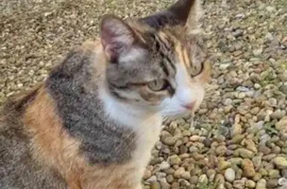 Animaux perdus Brumath, photo: Chat tricolore disparu à Brumath