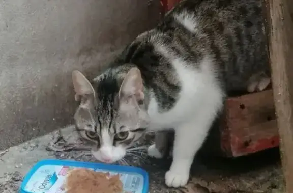 Animaux trouvés Nancy, photo: Jeune chat joueur trouvé Rue St Nicolas