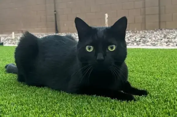 Lost Cat: Shy & Friendly in Litchfield