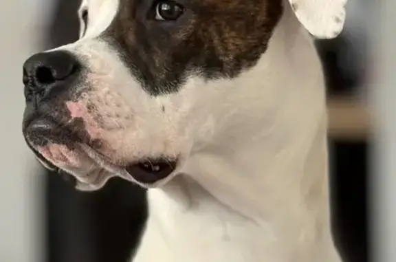 Lost Dog: White with Brindle Eye Spot - photo