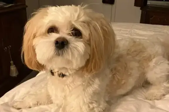 Lost Shih Tzu-Bichon Mix: 'Chip' in Bentonville
