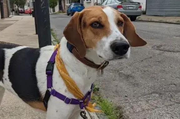Lost: Beagle Mix Zane in Kidder Twp