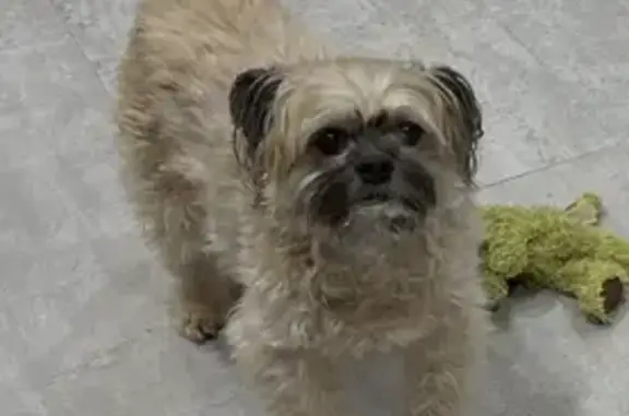 Lost: Scared Shih Tzu Mix in Centerville - photo