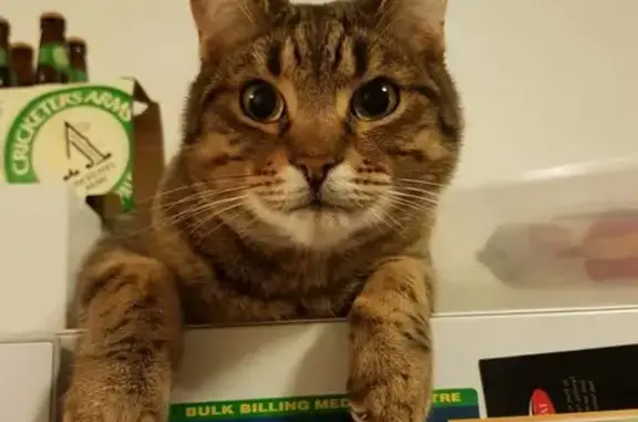 Lost Tabby Cat: Brown & Black Stripes