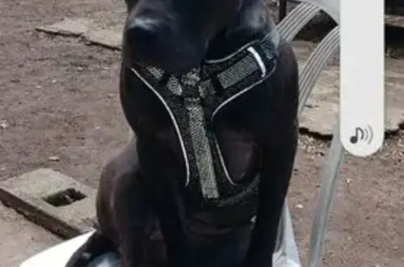 Missing: Mocha, Dark Chocolate Pitbull