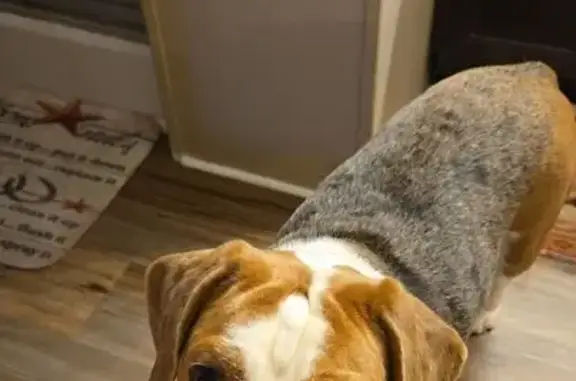 Lost Bulldog-Beagle Mix on Nursery St