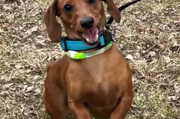 Lost pets Wilmette, photo: Lost Dachshund: Brown, 1yr, Lake Ave, Wilmette