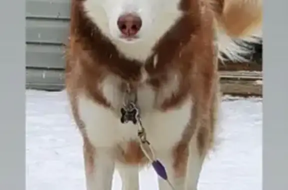 Lost Dog Zuyan: White & Brown, Pink Collar