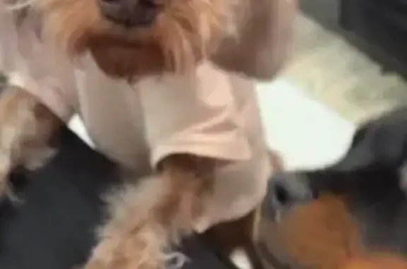 Lost: White & Brown Dog, Saint Johns NY