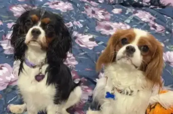 Lost Dog: White/Brown/Black, Purple Collar