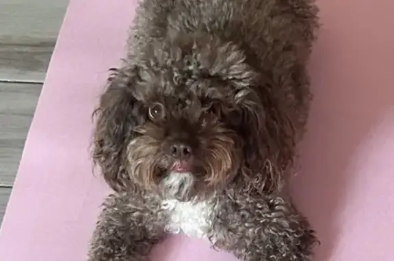 Lost Dog: Brown & White Curly Coat