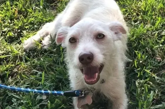 Help Find Max: Missing in South Houston