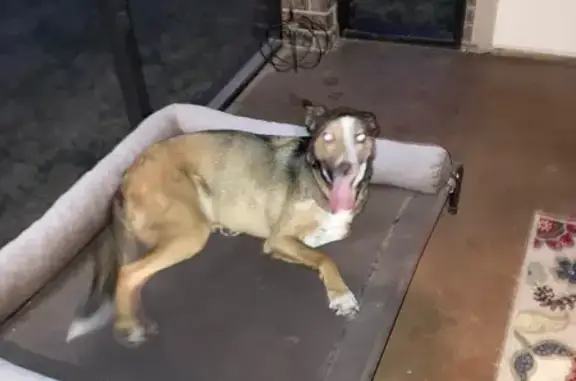 Found pets Temple, photo: Found Cattle Dog Mix on Valley Ranch