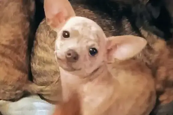 Lost Shy Dog: Graves Gap Rd, Hayden