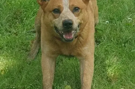 Lost Red Heeler on Timms Ave, Maroondah