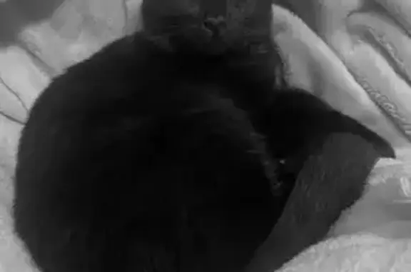 Lost Sweet One-Eyed Cat on Hope St