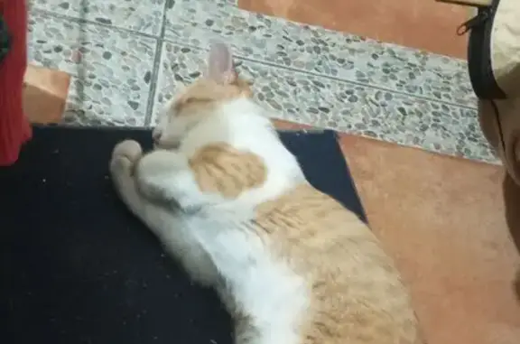 ¡Ayuda! Gato Naranja Perdido en Cuautitlán