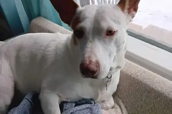 Lost Dog: Pita, Short Legs & Pointy Ears