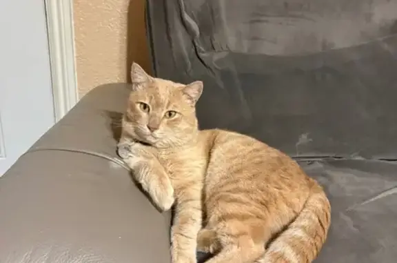 Lost pets Manteca, photo: Lost Cream Cat: Brown Collar, Crooked Tail