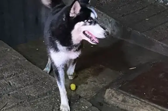 Perro Encontrado: Joven Blanco...