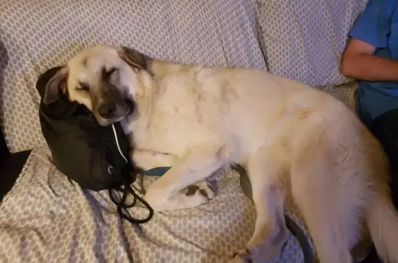 Lost Anatolian Shepherd in Sulligent, AL - photo