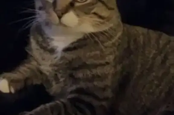 Missing cat Hugo, photo: Help Find Momma Starr: Missing Tabby Cat