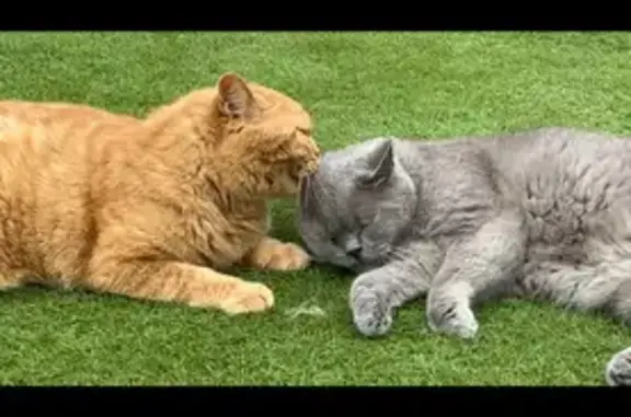 Chats disparus : Garfield et Mowgli - photo