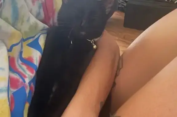 Lost Cat: Black, Green Eyes, Ala Alii St.