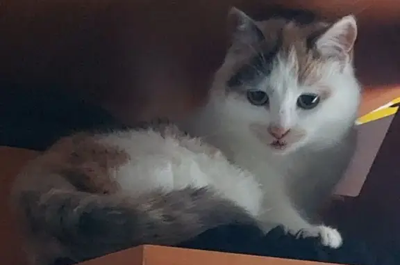 Три кольорова, дуже пуглива,