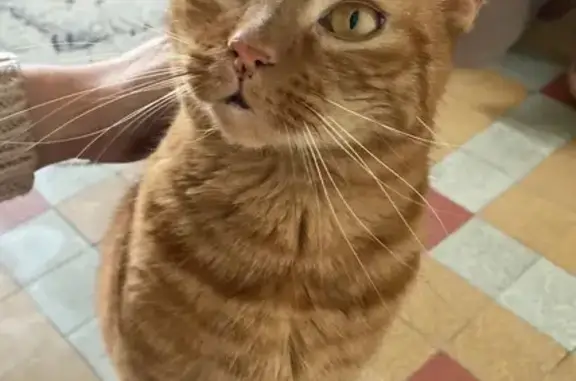 Animaux trouvés , photo: Chat Câlin Cherche Foyer Urgent